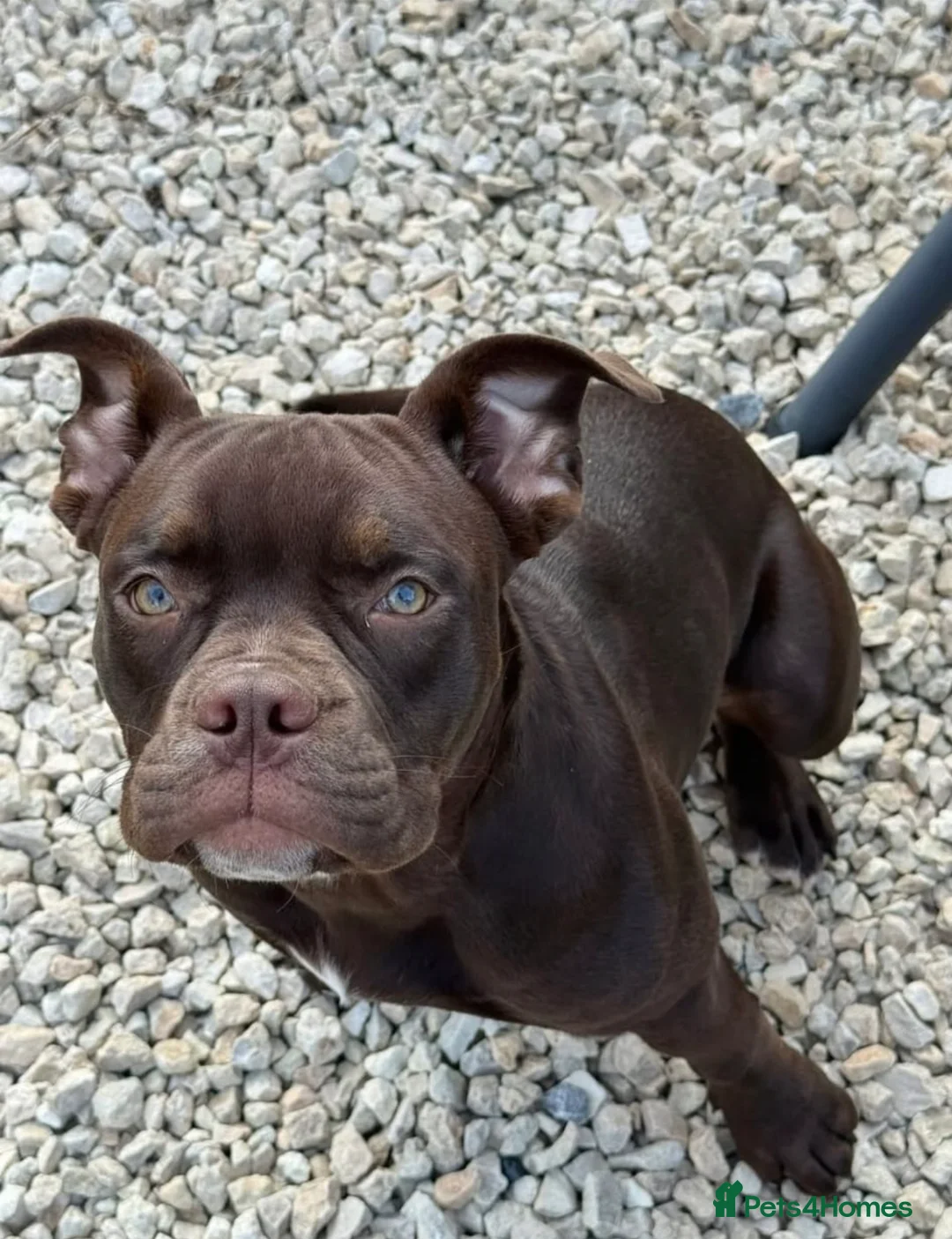 Mixed Breed dogs for sale: Need For A Loving Home - English Bulldog Mix in Aylesbury - Advert 1