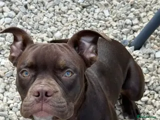 Mixed Breed dogs Need For A Loving Home - English Bulldog Mix - Advert 3