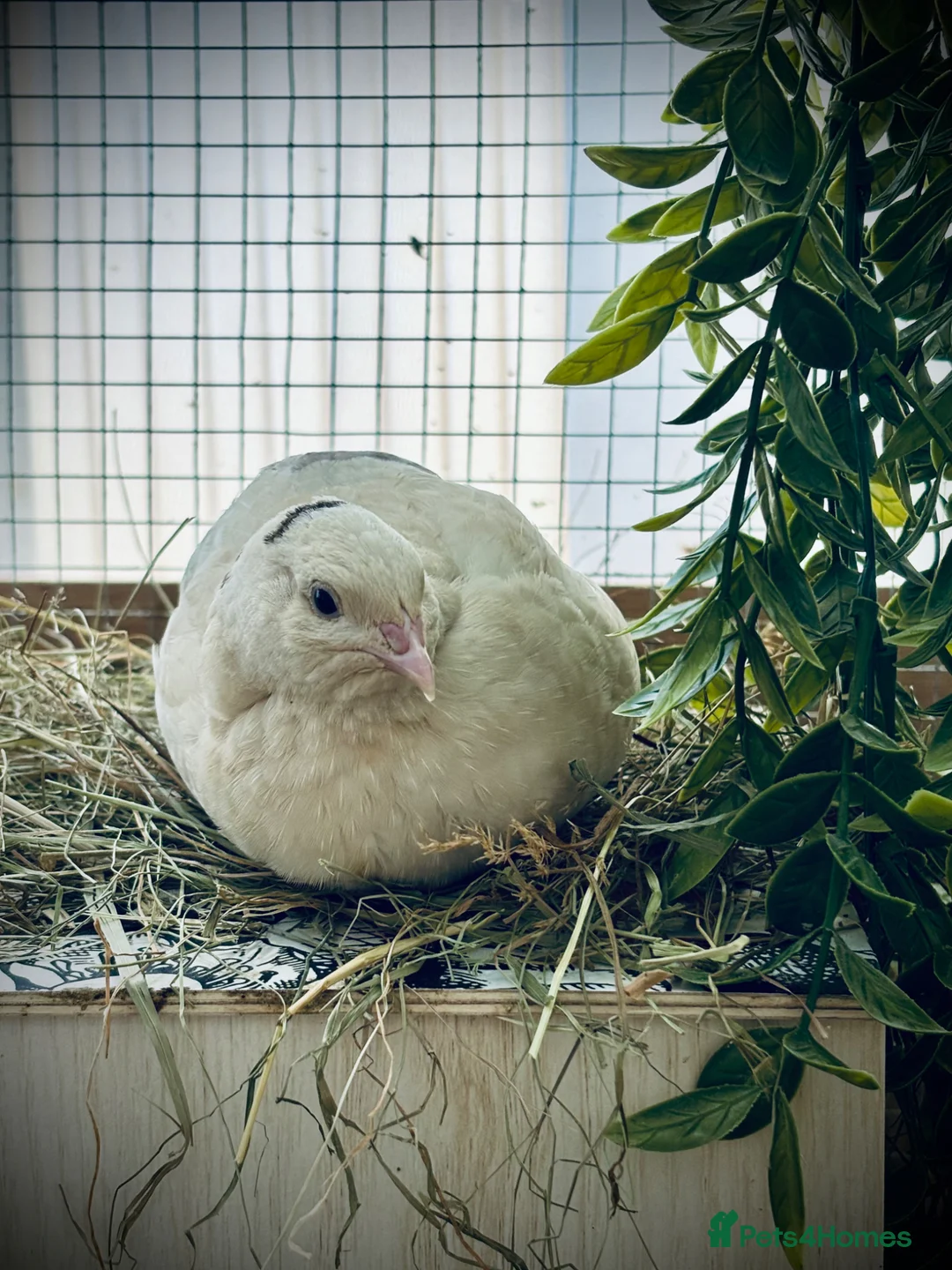 Quail poultry for sale: Male Coturnix Quail English White - Advert 2