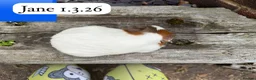 Guinea Pig rodents for sale: Gorgeous baby guinea pigs. Sheffield - Advert 7