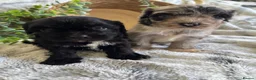 Cavapoo dogs for sale: THERAPY RAISED CAVAPOOS - Advert 8