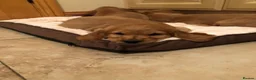 Cocker Spaniel dogs for sale: FULLY HEALTH TESTED SHOW TYPE PUPPIES  in Rochdale - Advert 3