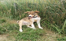 Mixed Breed dogs for adoption: 💖🐶 LISKA 🐶💖 - Image 9