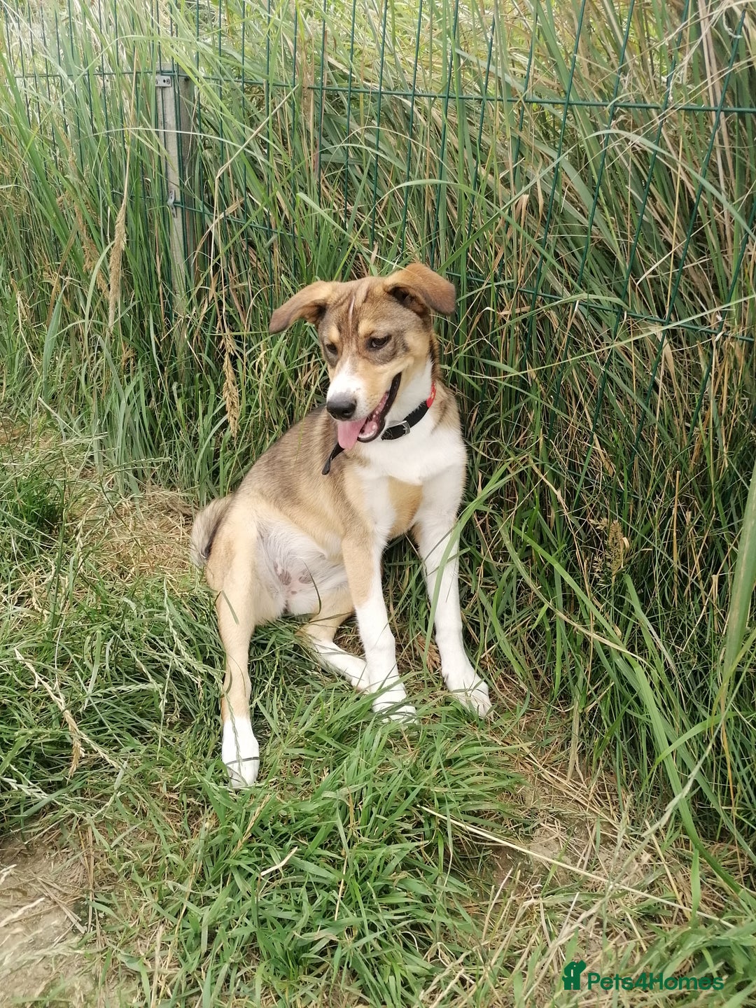 Mixed Breed dogs for adoption: 💖🐶 LISKA 🐶💖 - Image 9