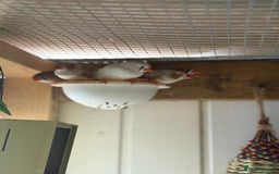 Finches birds for sale: Zebra and penguin finches  - Image 7