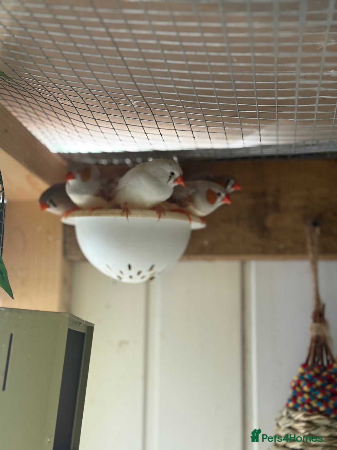 Finches birds for sale: Zebra and penguin finches  - Image 7