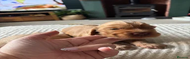 Cocker Spaniel 1