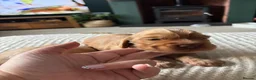 Cocker Spaniel dogs for sale: Stunning KC REG show cocker spaniel puppy’s  - Advert 3