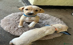 Cocker Spaniel dogs for sale: REDUCED, 2 LEFT. READY NOW! Cocker Spaniel mix - Image 16