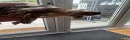 Tortoise reptiles for sale: Leopard tortoises x2 ,Sulcata x1 in Halesowen - Advert 3