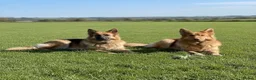German Shepherd dogs for sale: Pedigree long haired German Shepherd puppies in Chester-le-Street - Advert 15
