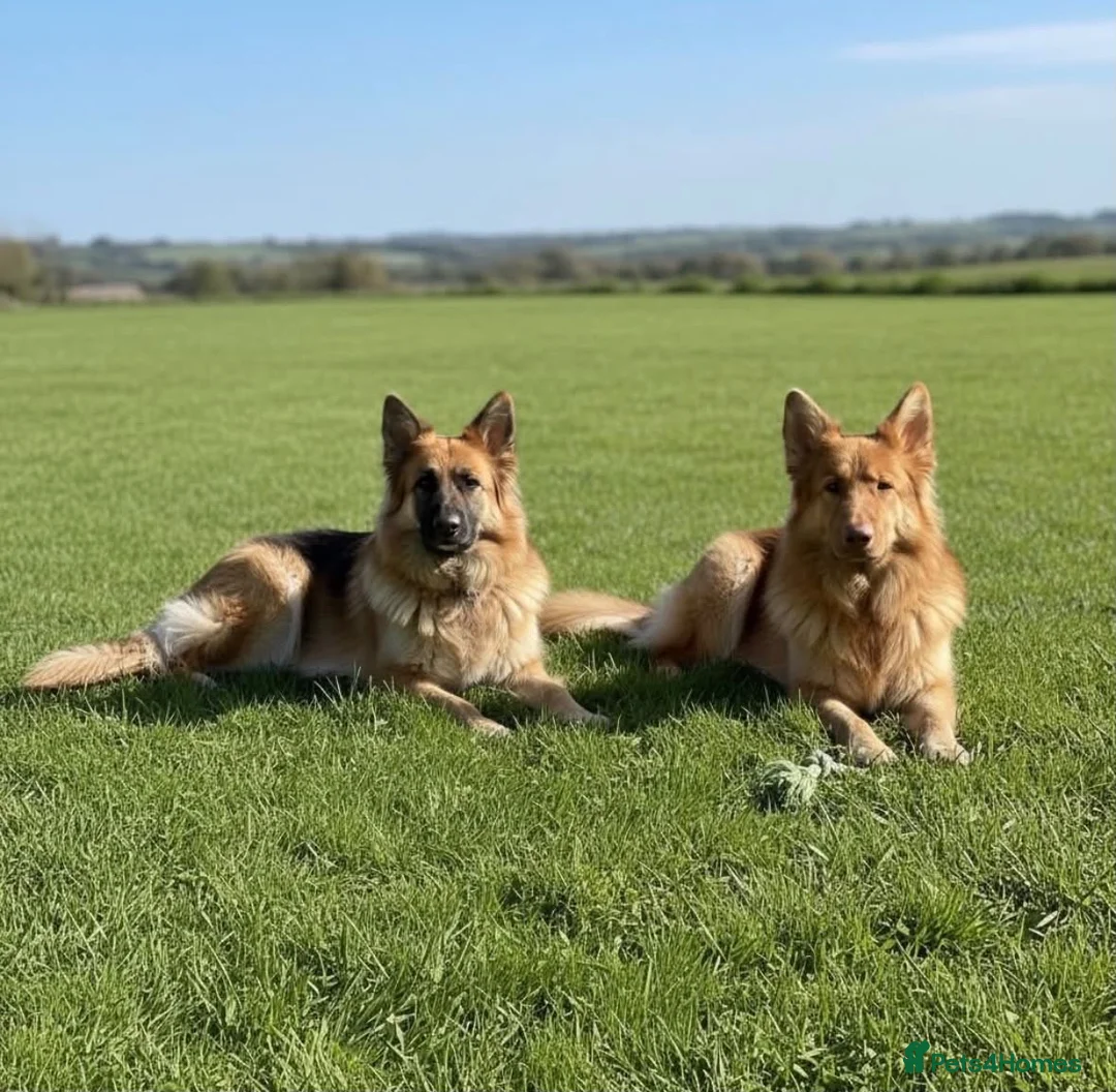 German Shepherd dogs for sale: Pedigree long haired German Shepherd puppies in Chester-le-Street - Advert 15