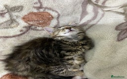 British Longhair cats for sale: Affectionate kittens ready for forever homes. - Image 6