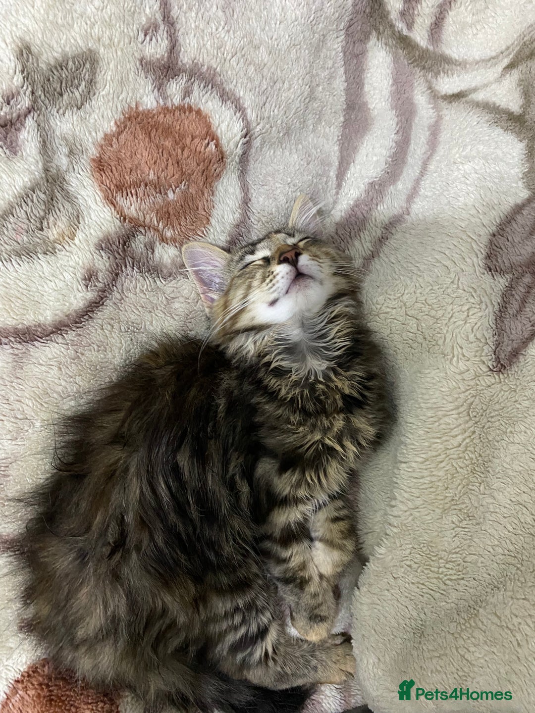British Longhair cats for sale: Affectionate kittens ready for forever homes. - Image 6