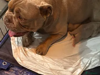 Mixed Breed dogs British bulldog x British bulldog x pocket bully - Advert 1