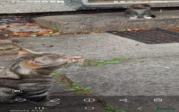 Mixed Breed cats for sale: Mixed breed tabby kitten - Image 4