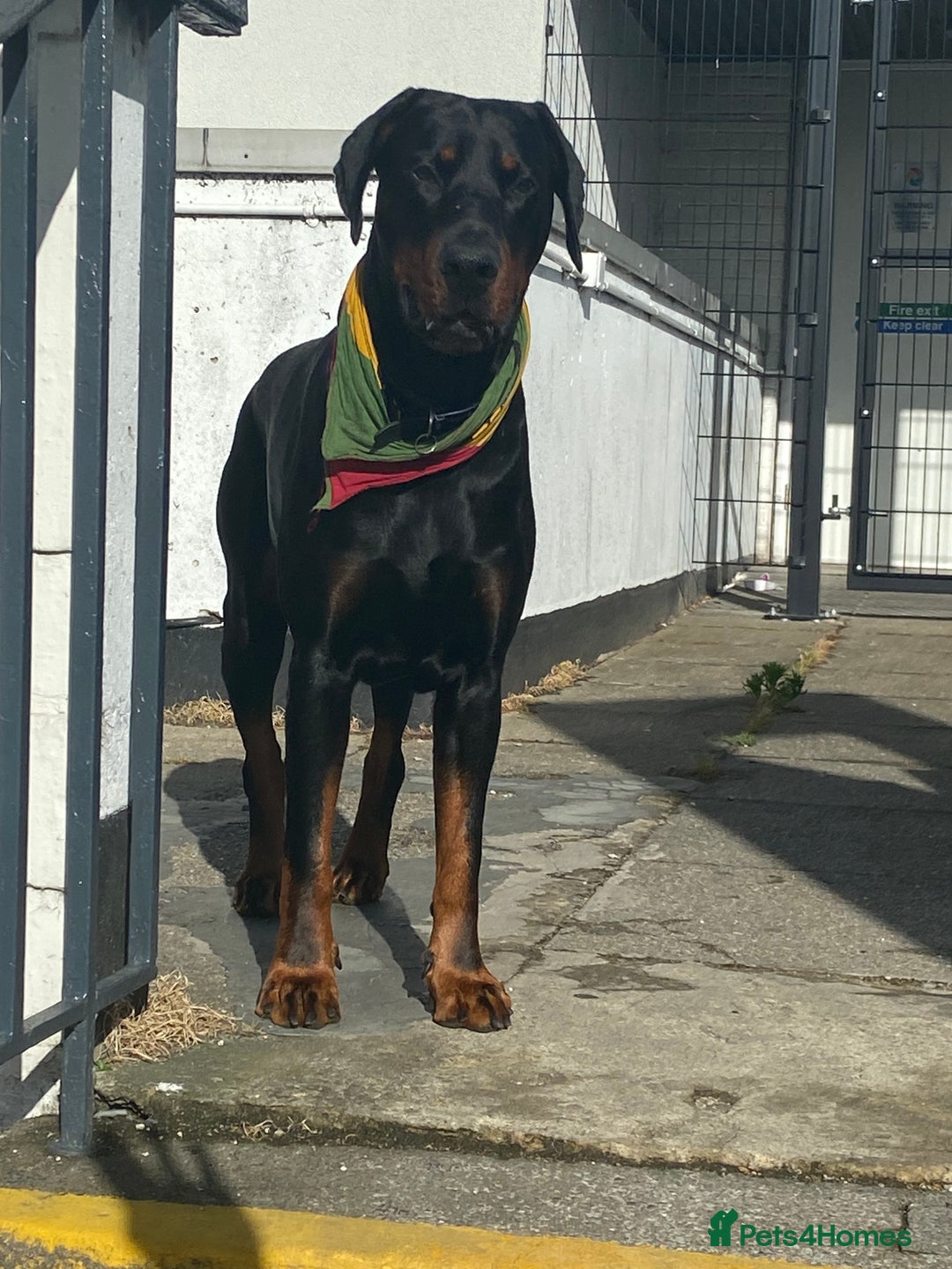Dobermann dogs for sale: Caine - Image 5