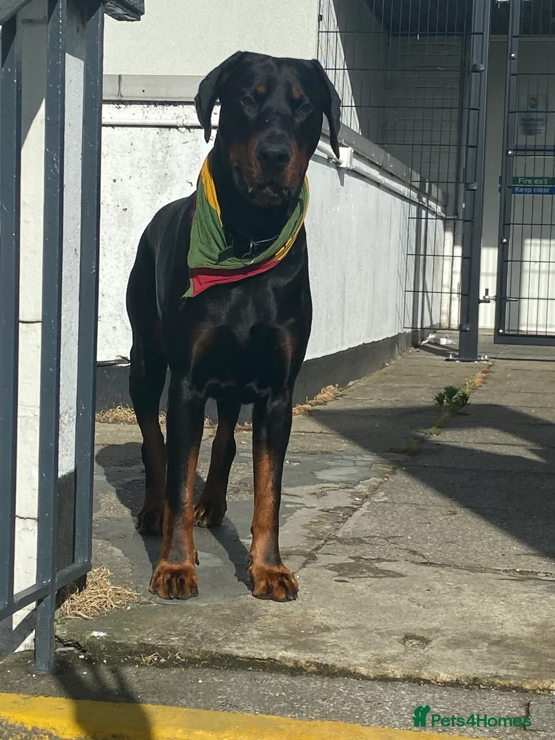 Dobermann dogs for sale: Caine - Advert 5