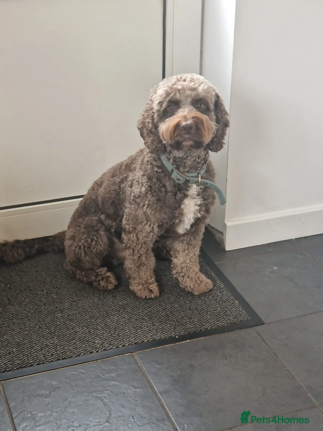 Cockapoo dogs for stud: Harvey for stud - Advert 3