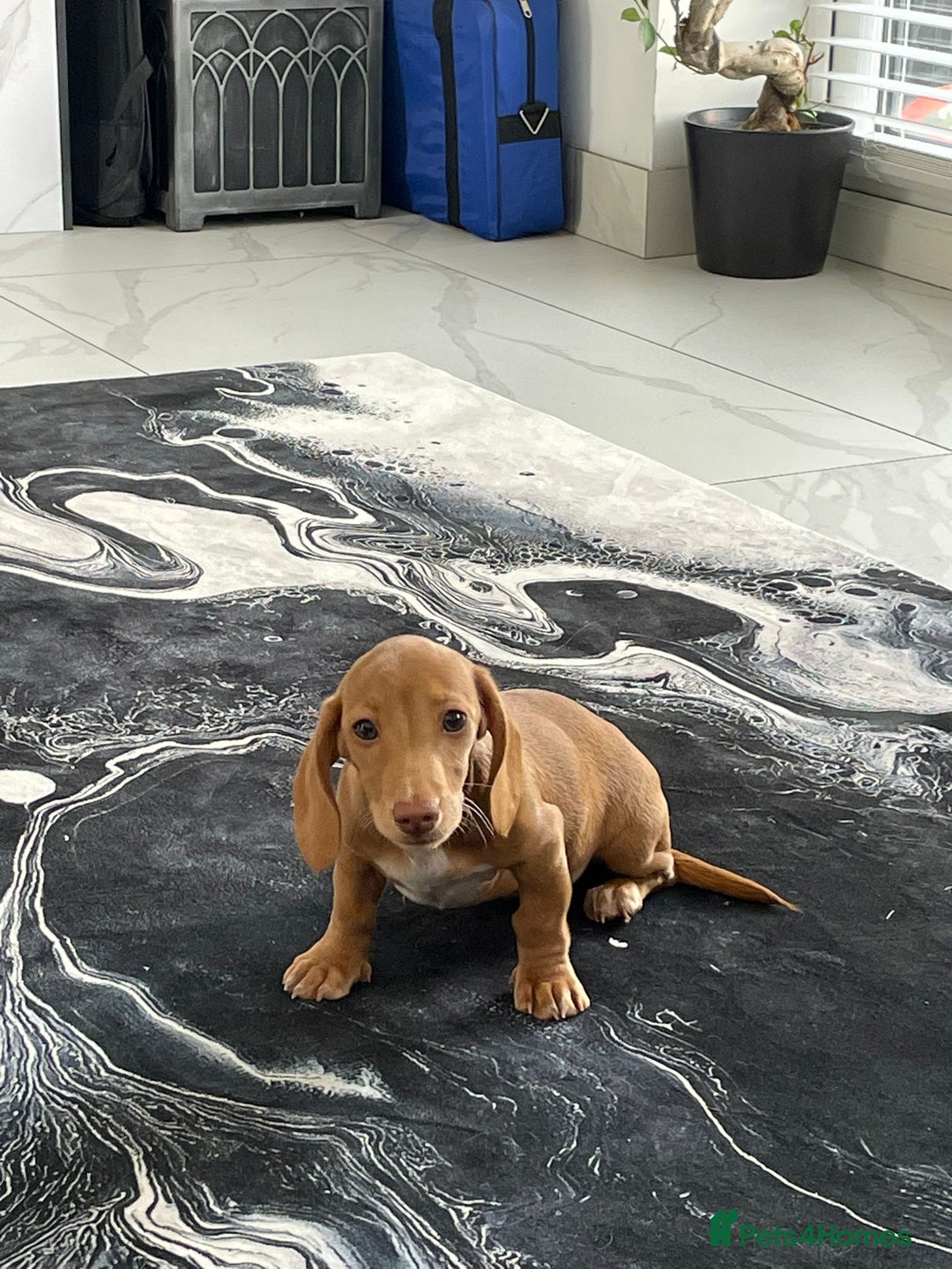 Miniature Dachshund dogs for sale: Miniature Dachshund shaded cream baby girl - Image 1