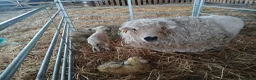 Sheep livestock for sale: In need of a loving home! - Advert 7