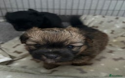 Mixed Breed dogs for sale: Stunning Rare Shihpoo Poms  - Image 4