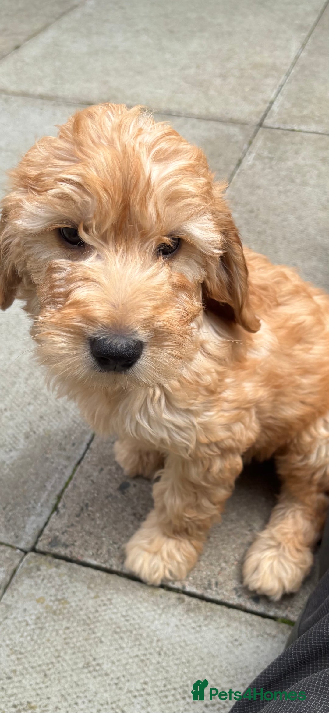 Goldendoodle dogs for sale: F1 miniature Goldendoodle puppies. - Image 7