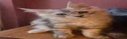 Maine Coon cats for sale: Mainecoon Kittens Tica Reg - Advert 1