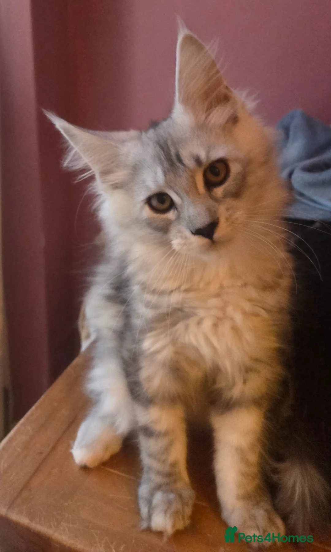 Maine Coon cats for sale: Mainecoon Kittens Tica Reg - Advert 1