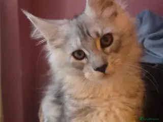 Maine Coon cats Mainecoon Kittens Tica Reg - Advert 5