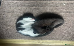 Mixed Breed cats for sale: Beutiful kittens for sale - Image 15