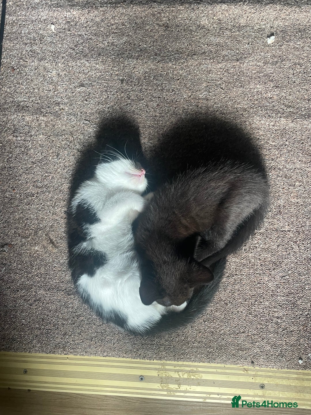 Mixed Breed cats for sale: Beutiful kittens for sale - Image 15