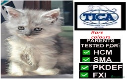 Maine Coon cats for sale: 💖READY NOW💖health tested 💖pure pedigree - Image 10