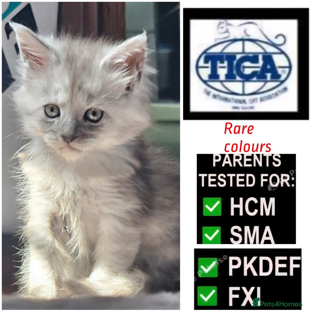 Maine Coon cats for sale: 💖READY NOW💖health tested 💖pure pedigree - Image 10