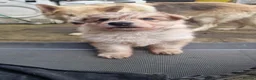 German Shepherd dogs for sale: 3 Beautiful German Shepherd Puppies - Advert 2