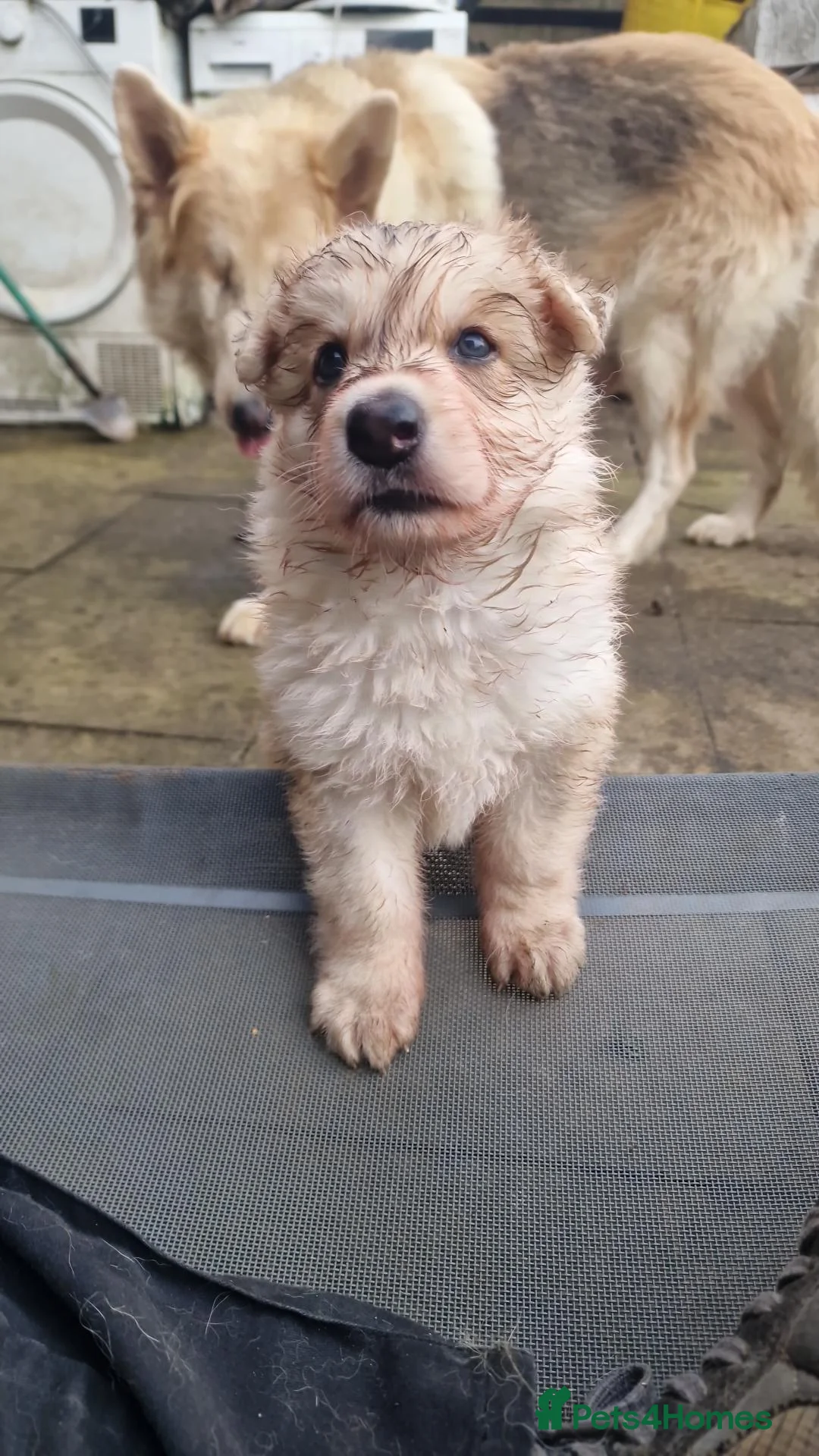 German Shepherd dogs for sale: 3 Beautiful German Shepherd Puppies - Advert 2