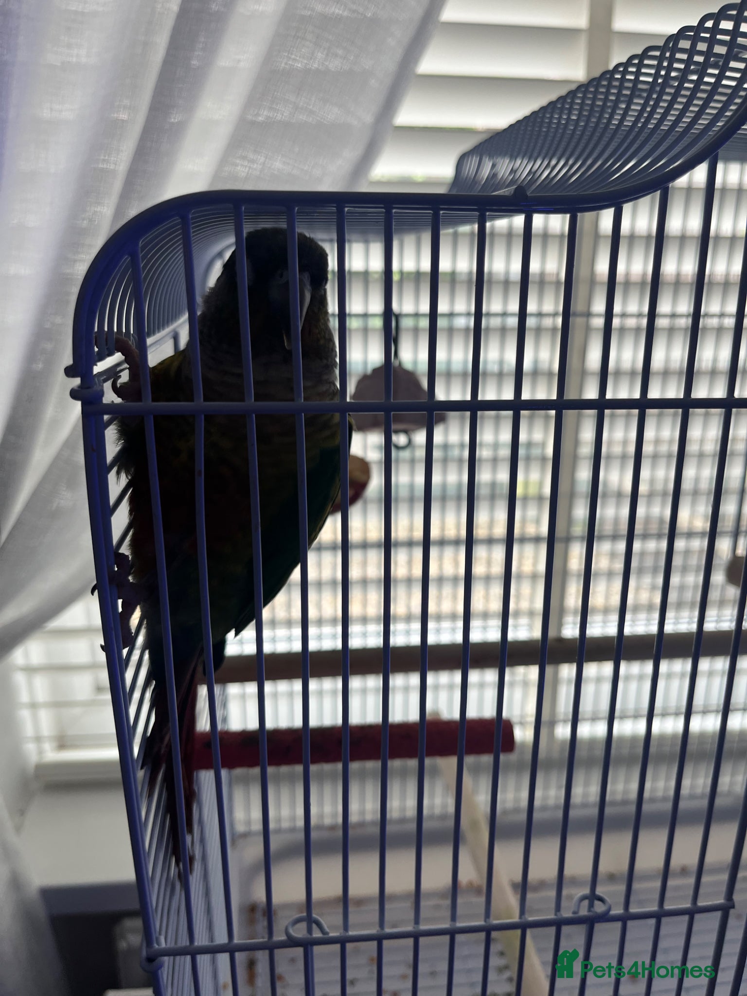 Conures birds Green Cheeked Conure taking  - Advert 5