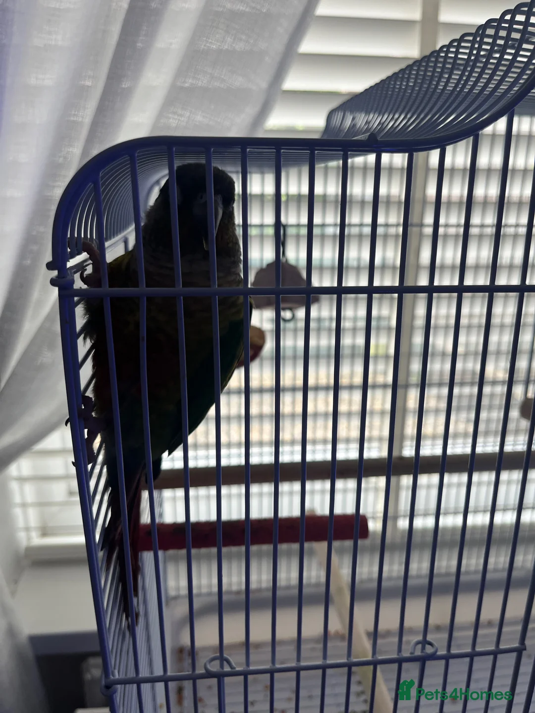 Conures birds for sale: Green Cheeked Conure talking - Advert 1