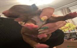 Cavapoo dogs for sale: Cavapoo F1B - Advert 19