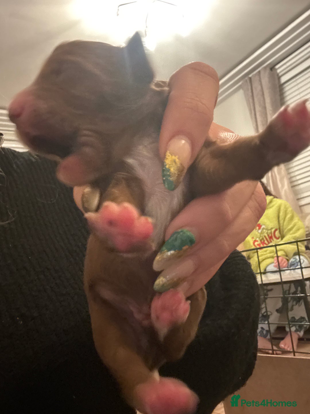 Cavapoo dogs for sale: Cavapoo F1B - Advert 19