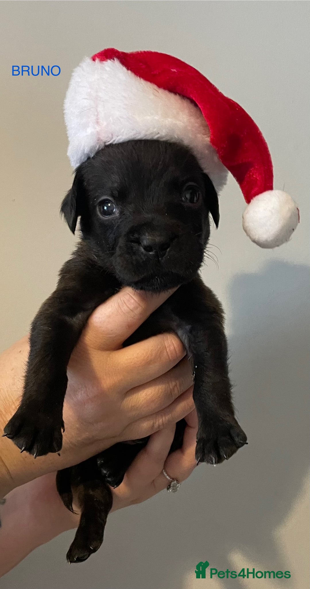 Mixed Breed dogs for sale: READY FOR THERE FOREVER HOMES 1 GIRL & - BOY  - Advert 11