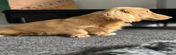 Miniature Dachshund dogs for sale: Exquisite mini L/H chocolate/cream 5* licensed  - Advert 8
