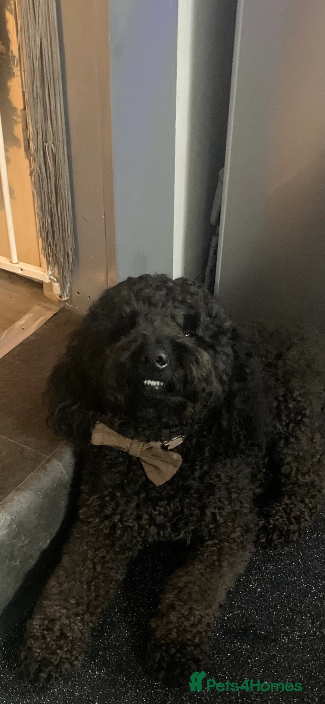 Labradoodle dogs for stud: Mini Doodle stud extensively DNA checked in Warrington - Advert 19