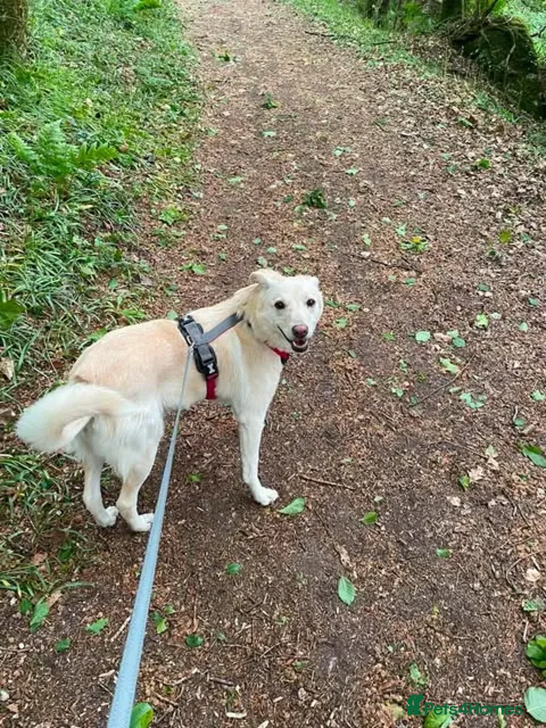 Mixed Breed dogs for adoption: Meet sweet gentle Tulip in Saint Austell - Advert 6