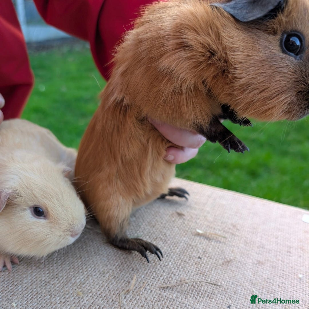 Guinea Pig rodents for sale: Beautiful Californian / self boar guinea pigs - Advert 8