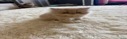 Persian cats for sale: Persian kittens  - Advert 31