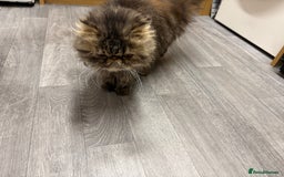 Persian cats for sale:  Persian female tabby Persian 2Y 6M  - Image 3