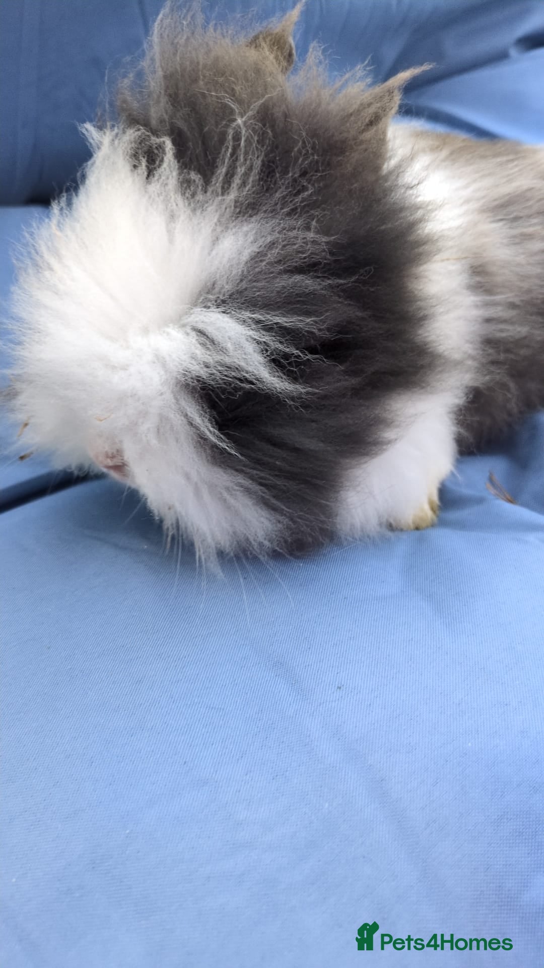 Lionhead rabbits for sale: Double main  lionhead bunnies  - Image 3