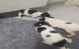 Jack Russell dogs for sale: Jack russell pups  - Image 4