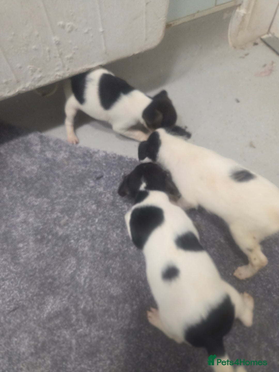 Jack Russell dogs for sale: Jack russell pups  - Image 4